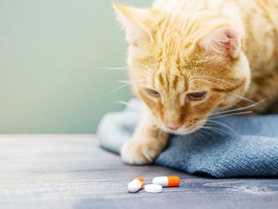 cat having medicine of giardia