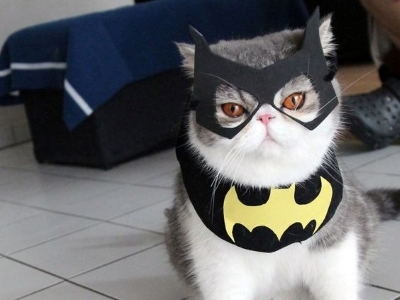 Batman cat 