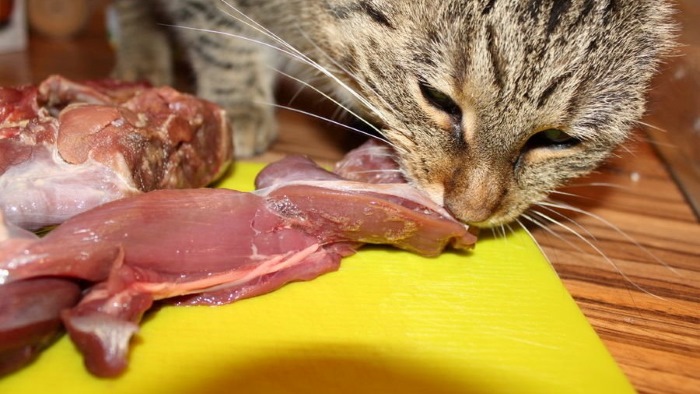 Cat Eat Rawhide
