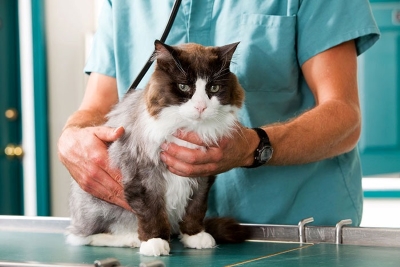 Cat Checkup