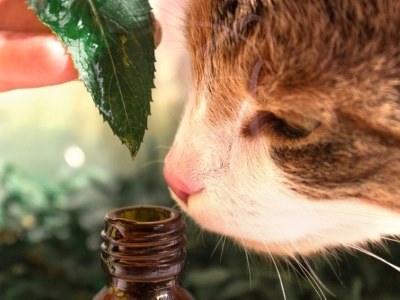 Cat & Essential-oil