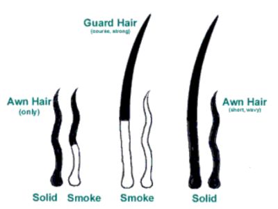 Cat Hair Types