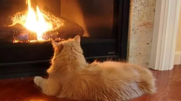 Cat See Fire