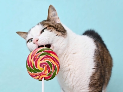Cat Eat Candy 