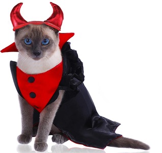Devil cat 