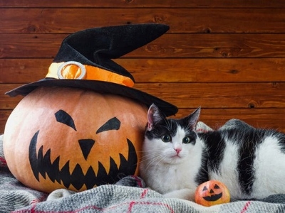 Halloween cat