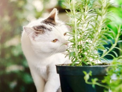 Rosemary Benefits for cat